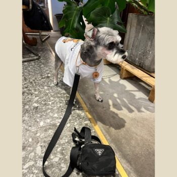 Accessoires de Luxe pour Chiens : Laisse et Collier Prada - 2025 - Vêtement et accessoires pour chiens - Doglovedesign
