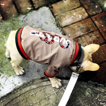 Veste pour chien Gucci | 2025