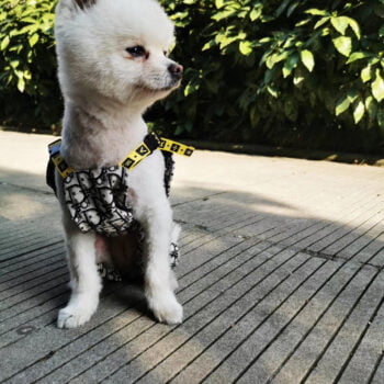 Combinaison Dior pour Chien | Haute Couture Canine | 2025