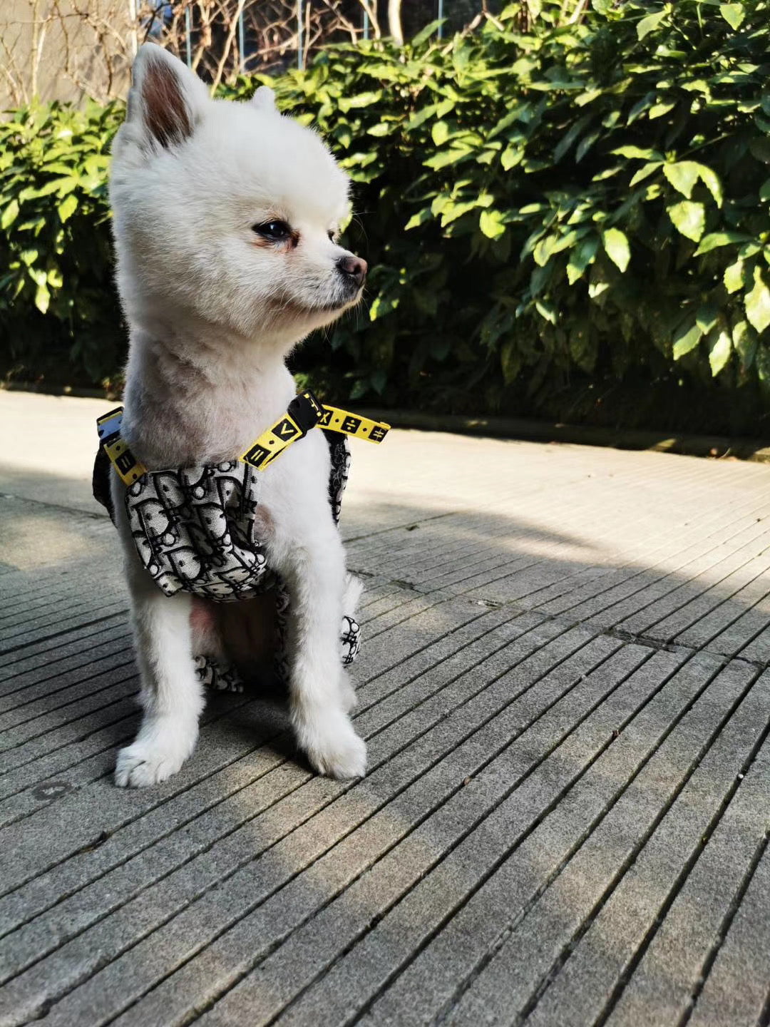 Combinaison Dior pour Chien | Haute Couture Canine | 2025