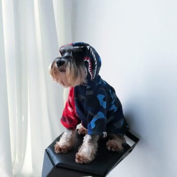 Sweat à capuche pour chien Bape | 2025