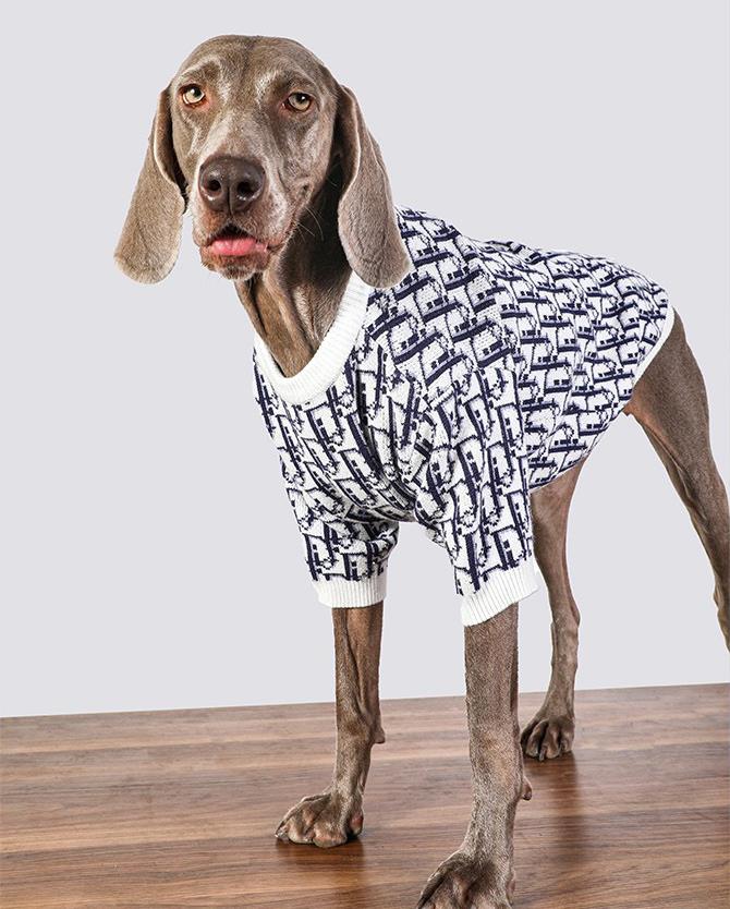 Vêtements Grands Chiens Dior | 2024