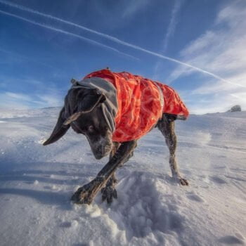 Sweat à capuche pour chien | 2024