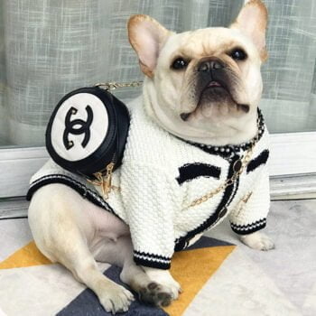 Pull pour chien Chanel | 2024