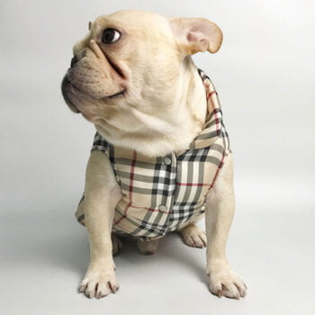 Veste pour chien Burberry | 2024