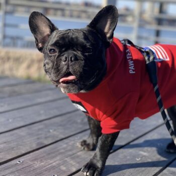 Sweat à capuche pour chien The North Face | 2024