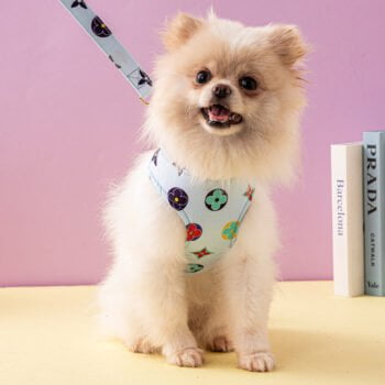 Collier et Harnais Pawtton pour Chiens - 2025 - Vêtement et accessoires pour chiens - Doglovedesign