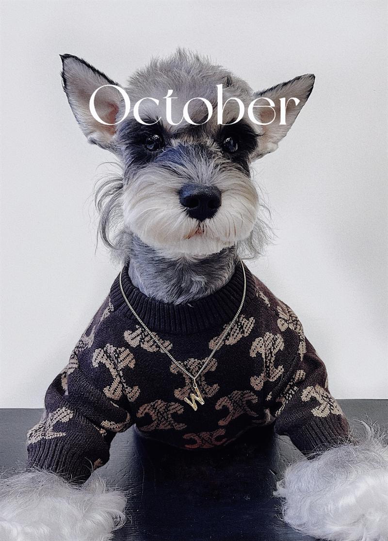 Pull pour chien Celine | 2023