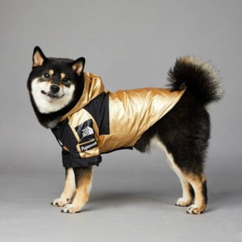 Sweat à capuche pour chien The North Face - 2025 - Doglovedesign : Vêtement et accessoires pour chiens Sweat à capuche pour chien The North Face - 2025 - Doglovedesign : Vêtement et accessoires pour chiens