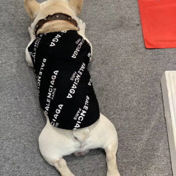 Gilet sans manches pour chien Balenciaga - 2025 - Vêtement et accessoires pour chiens - Doglovedesign