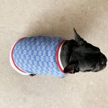 Pull pour chien Gucci | 2025