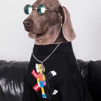 Vêtements Grands Chiens Supreme | 2024