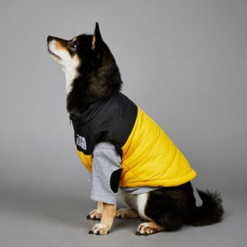 Manteau de luxe THE DOG FANS - 2025 - Doglovedesign : Vêtement et accessoires pour chiens