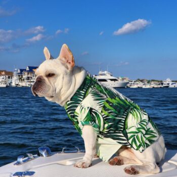 Chemise hawaienne pour chien - 2025 - Vêtement et accessoires pour chiens - Doglovedesign