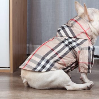 Sweat à capuche pour chien Burberry - 2025 - Vêtement et accessoires pour chiens - Doglovedesign