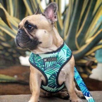 Collier et harnais pour chien - 2025 - Vêtement et accessoires pour chiens - Doglovedesign