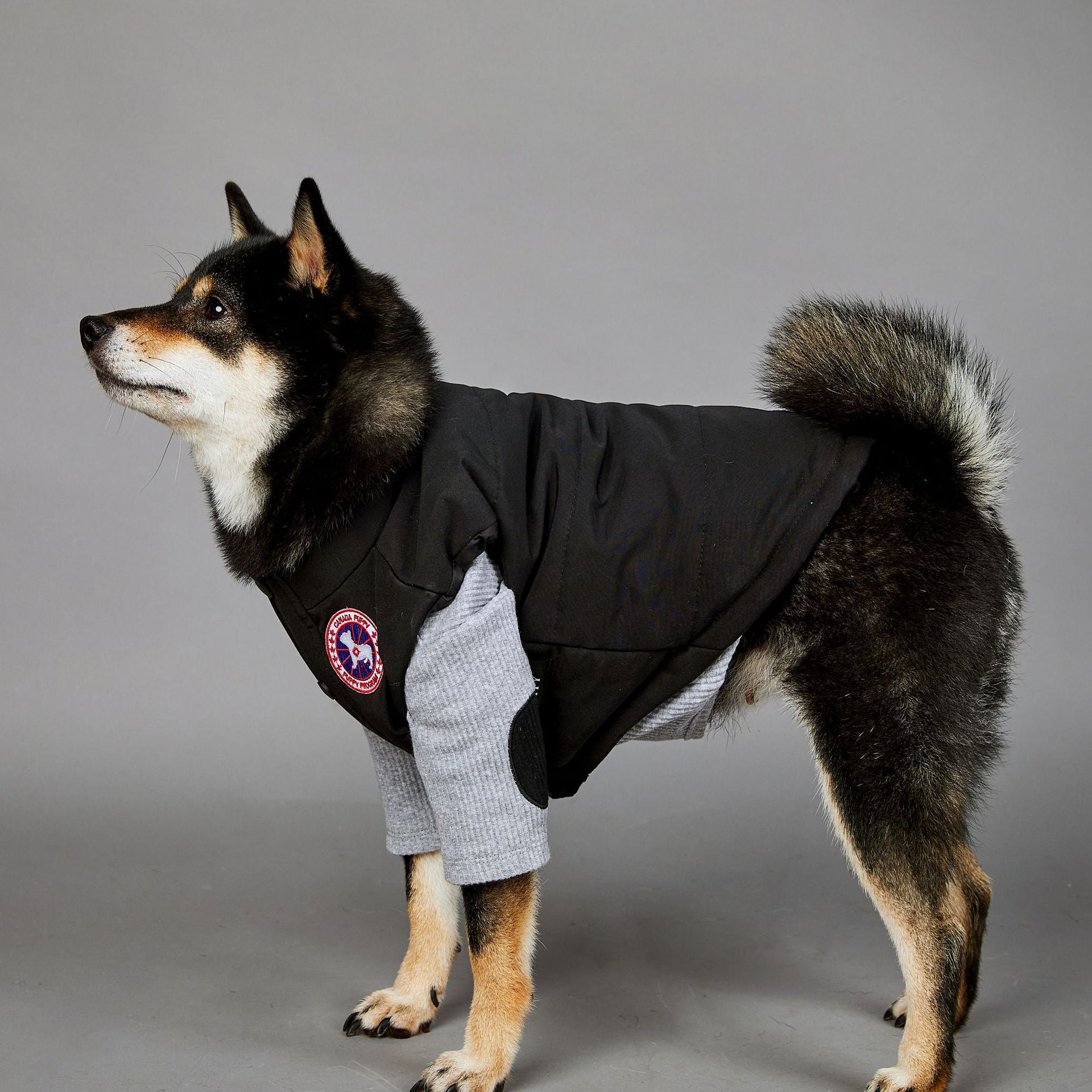 Veste pour chien | 2025