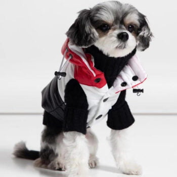 Veste pour chien Moncler | 2024