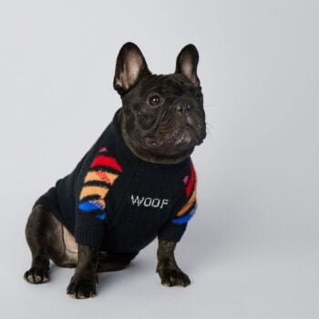 Pull pour chien WOOF | 2024