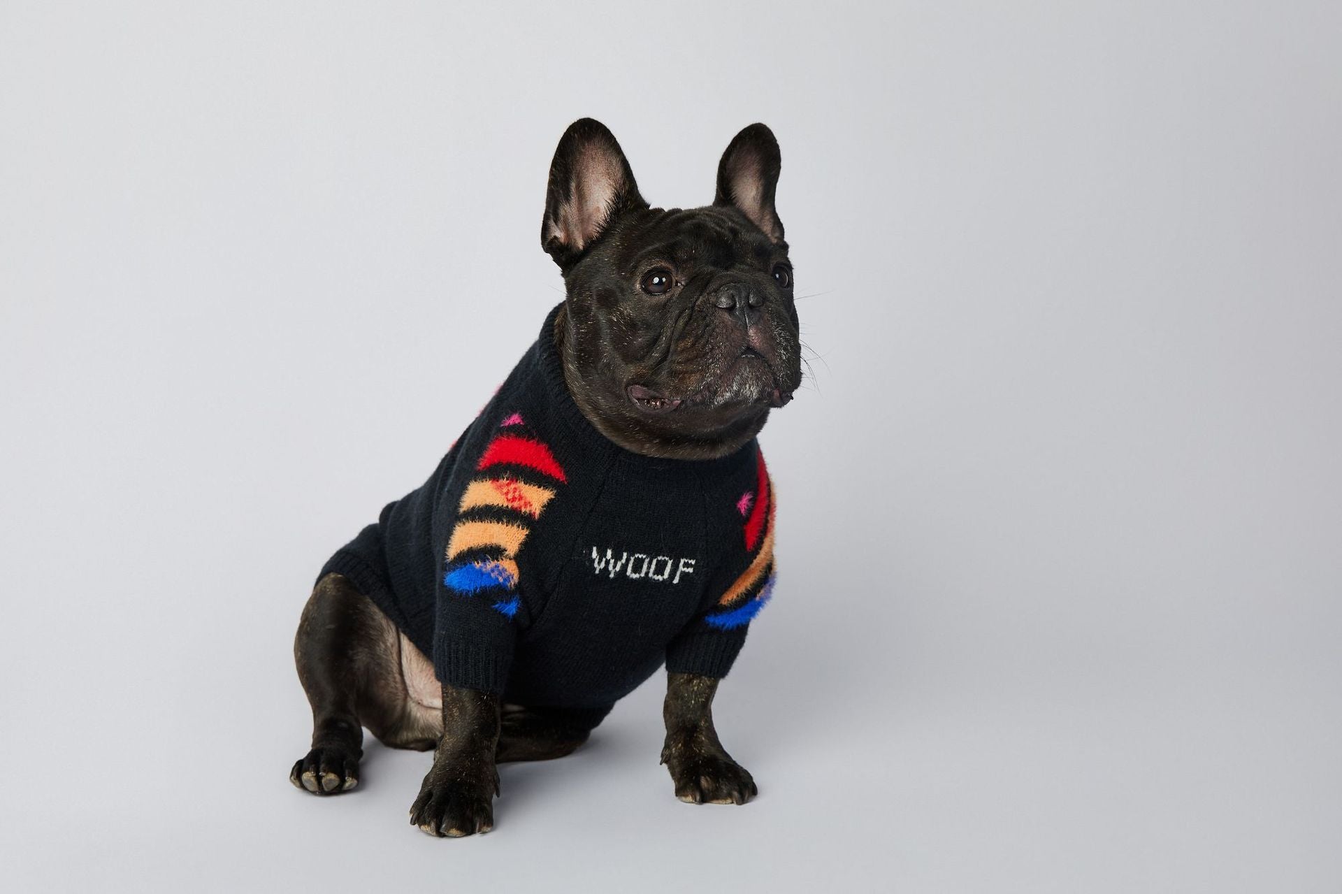 Pull pour chien WOOF | 2024