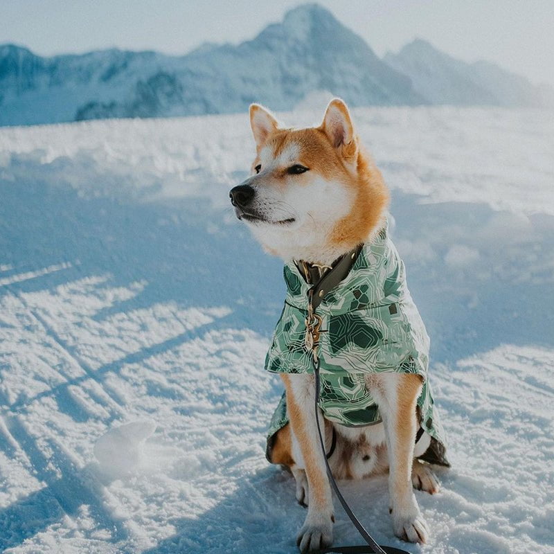 Sweat à capuche pour chien | 2024