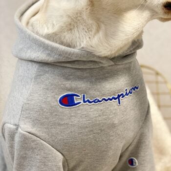 Vêtements Grands Chiens Champion | 2024