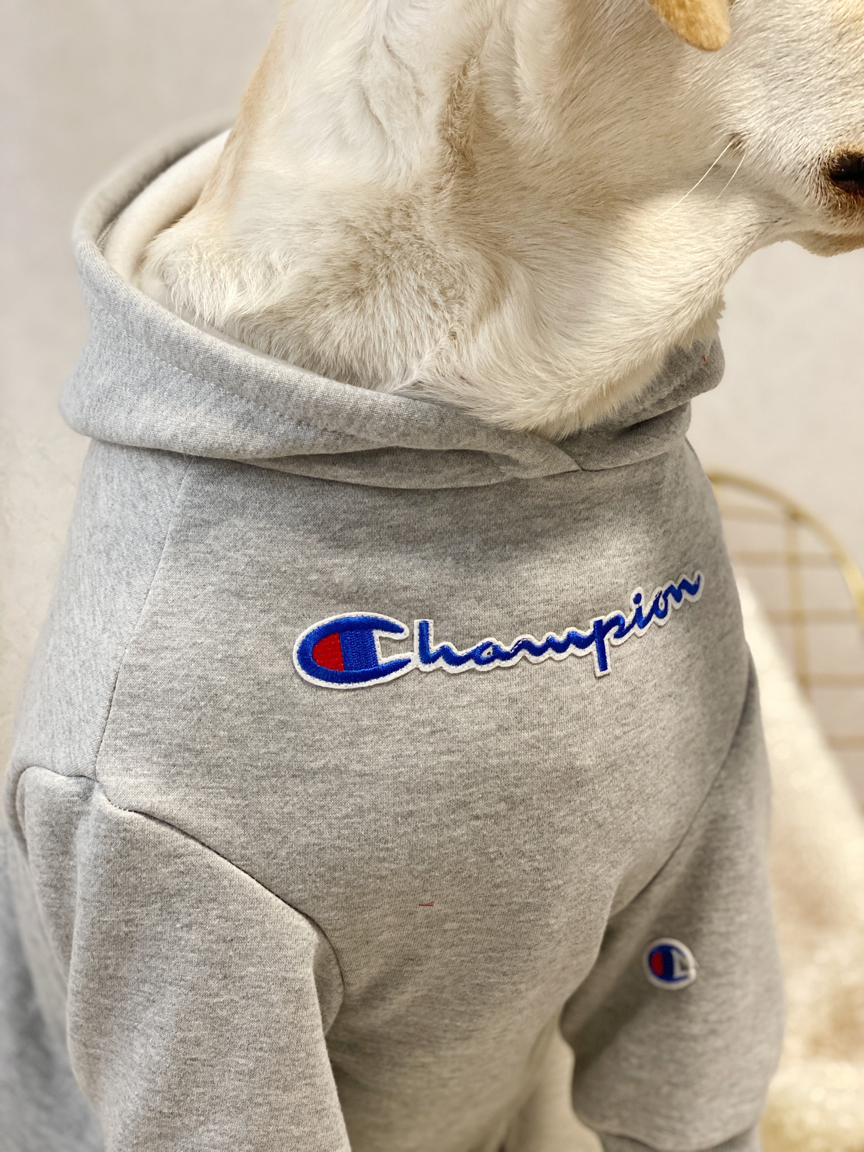 Vêtements Grands Chiens Champion | 2024