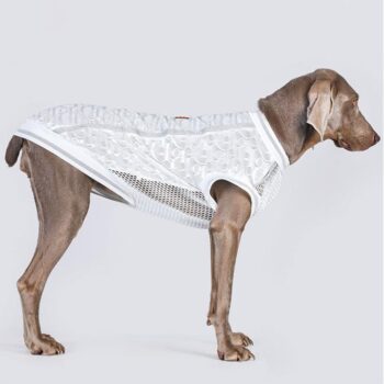 Vêtements Grands Chiens | 2025