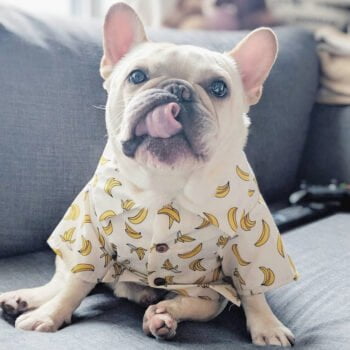 Chemise hawaienne pour chien - 2025 - Vêtement et accessoires pour chiens - Doglovedesign