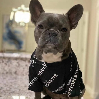 T-shirt pour chien Balenciaga - 2025 - Vêtement et accessoires pour chiens - Doglovedesign