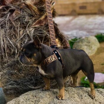 Laisse et Harnais Fendi Noir et Blanc - Élégance Canine | 2024