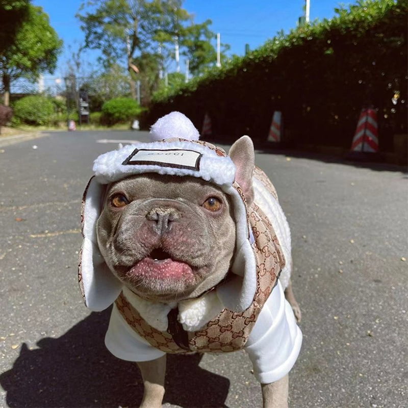 Veste pour chien Gucci | 2024