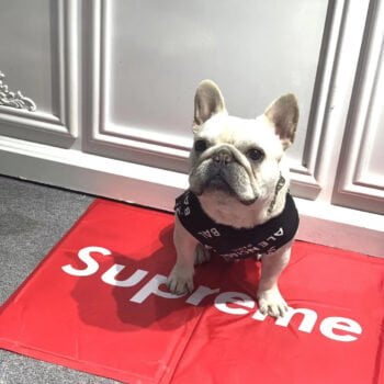 Gilet sans manches pour chien Balenciaga - 2025 - Vêtement et accessoires pour chiens - Doglovedesign