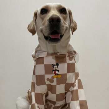 Vêtements Grands Chiens Damier Mickey | 2025