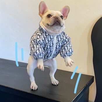 Veste pour chien Dior | 2024