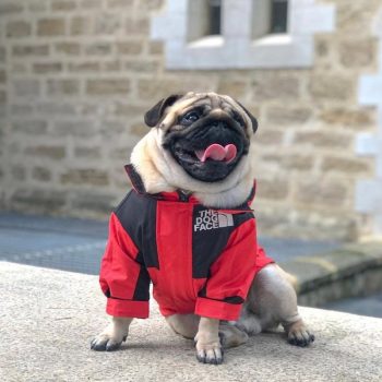 Veste pour chien The Dog Face | 2024