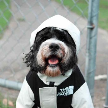 Veste pour chien The Dog Face | 2024