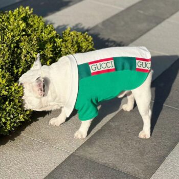 Polo Gucci Vert et Blanc pour Chiens | 2024