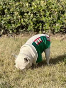 Polo pour chiens Gucci