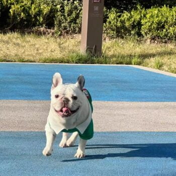 Polo Gucci Vert et Blanc pour Chiens | 2024