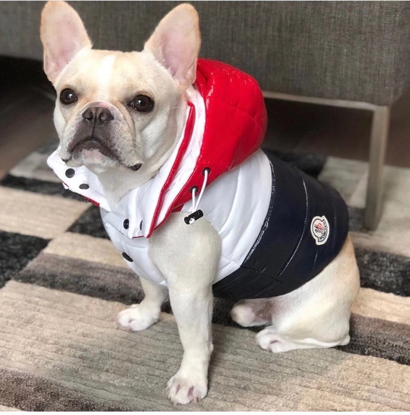 Veste pour chien Moncler | 2024