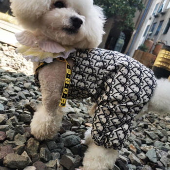 Combinaison Dior pour Chien | Haute Couture Canine | 2025