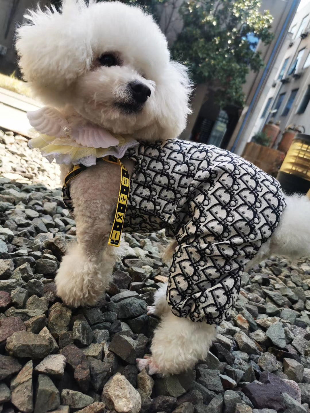 Combinaison Dior pour Chien | Haute Couture Canine | 2025