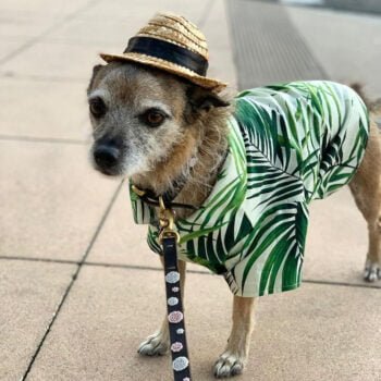 Chemise hawaienne pour chien - 2025 - Vêtement et accessoires pour chiens - Doglovedesign