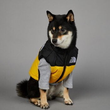 Manteau de luxe THE DOG FANS - 2025 - Doglovedesign : Vêtement et accessoires pour chiens