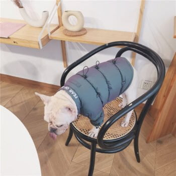 Veste pour chien | 2024