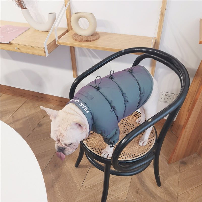 Veste pour chien | 2024