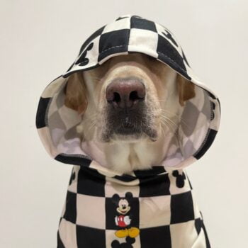 Vêtements Grands Chiens Damier Mickey | 2025