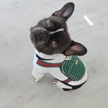 T-shirt pour chien Gucci | 2024