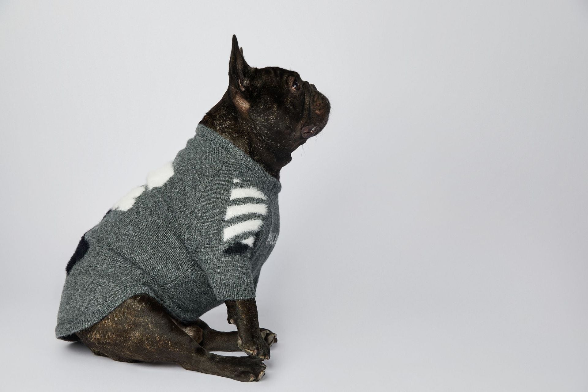 Pull pour chien WOOF | 2024